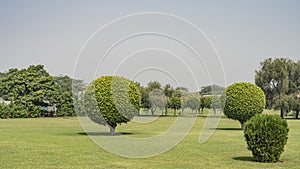 Landscape design of the park. Spherical trimmed trees