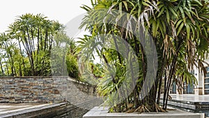 Landscape design in a tropical garden. Seychelles