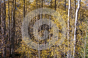 Landscape detail of a forest of aspen trees in autumn