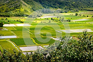 Landscape detail of green taro fields in Hanalei valley, Kauai