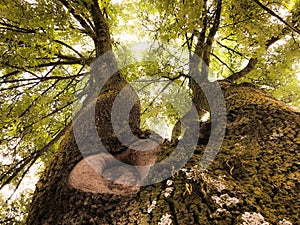 Landscape detail, tree trunk seen from the bottom up, with branches and leaves illuminated by the sun