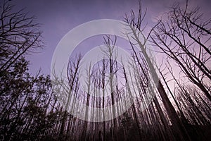 Landscape devastated in the Black Saturday bushfires near Marysville in the Yarra Ranges, Victoria Australia