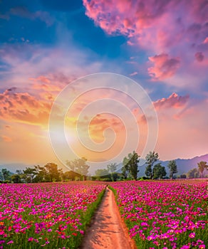 Landscape of the dirt road and beautiful cosmos flower field at sunset time