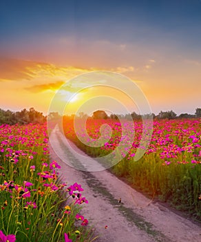 Landscape of the dirt road and beautiful cosmos flower field at sunset time