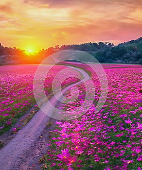 Landscape of the dirt road and beautiful cosmos flower field at sunset time