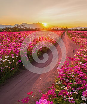 Landscape of the dirt road and beautiful cosmos flower field at sunset time