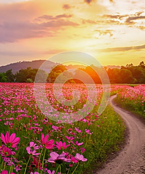 Landscape of the dirt road and beautiful cosmos flower field at sunset time