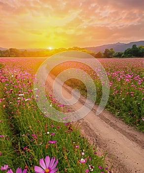 Landscape of the dirt road and beautiful cosmos flower field at sunset time