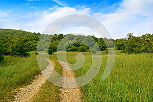 Landscape, dirt road and green plantings