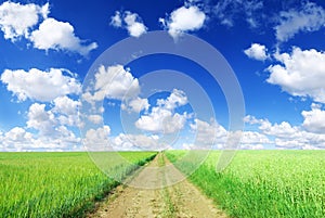 Landscape, dirty road among green fields, blue sky in the backgr