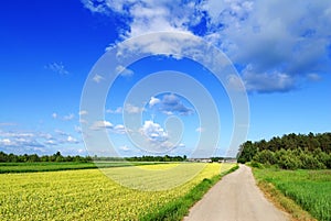 Landscape, dirty road among green fields, blue sky in the backgr