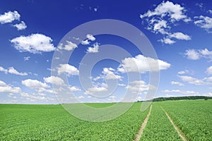 Idyllic view, rural path among green fields, blue sky in the bac