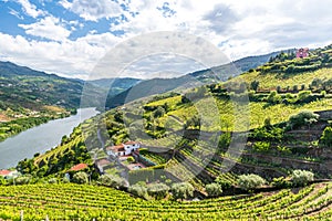 Landscape of the Douro river regionin Portugal -  Vineyards photo