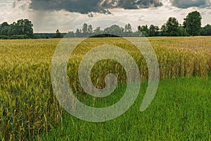 Landscape with dramatic sky and wheat field at summer season in central Ukraine