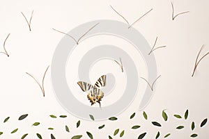 Landscape drawing with natural elements, leaves, butterfly wings and pinnace photo