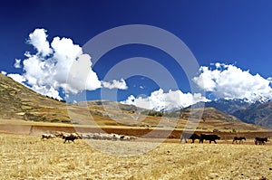 Landscape, drove, Sacred Valley, Peru