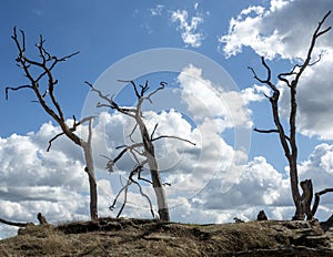 Landscape in the Drunense Dunes with dead trees