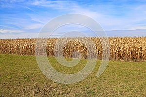 Landscape with dry corn plants