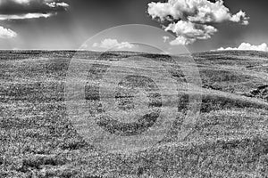 Landscape of dry fields in the countryside in Tuscany, Italy