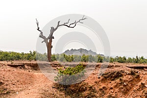 Landscape with dry lone bare tree in Dry hilly Semi-arid area of Chota Nagpur plateau of Jharkhand India. Land degradation happen photo