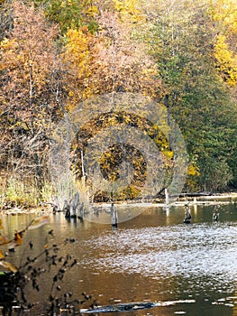 Landscape. Dry stumps of broken trees sticking out of an old restless lake.