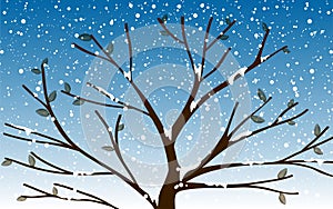 sunlight in the forest in the day time