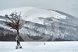 A landscape with dry tree on the snow and snowy mountain in the background with forest of dry trees seen from the Bayo Hill Cerro photo