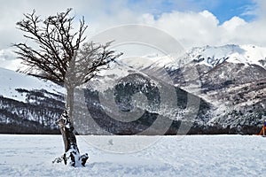 A landscape with dry tree on the snow and snowy mountains in the background seen from the Bayo Hill Cerro Bayo, touristic photo