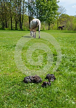 Landscape with dung, grass and horses