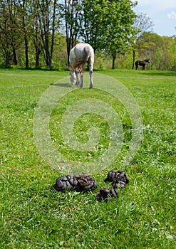 Landscape with dung, grass and horses photo