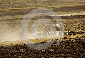 Landscape, dust, drove, Sacred Valley, rural Peru
