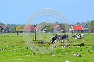 Landscape Dutch wadden island Terschelling