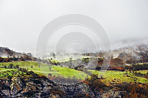 Sonador de próximamente primavera brumoso prado a Bosque después la lluvia 