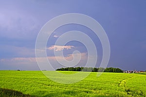 Landscape. Early summer. Field in the rays of the evening sun before the rain