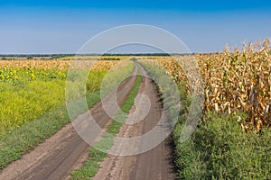 Landscape with an earth road between agricultural field with goldish maize near Dnipro city, Ukraine