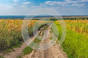Landscape with an earth road between agricultural field with goldish maize near Dnipro city, Ukraine photo