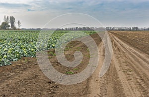 Landscape with an earth road between agricultural fields with  cabbage left- and harvested maize right in central Ukraine