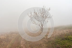 Landscape with earth road, lonely tree and fog on Babuhan Yaila natural reserve in Crimean peninsula