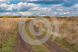 Landscape with an earth road between maize and sunflower fields