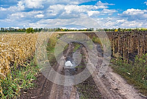 Landscape with earth road between maize and sunflower fields in central Ukraine