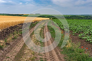 Landscape with an earth road among unripe sunflower and wheat agricultural fields