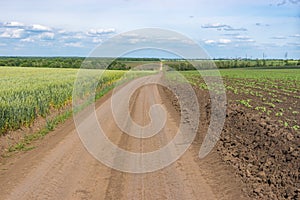 Landscape with an earth road between young growth of sunflower and wheat fields in central Ukraine