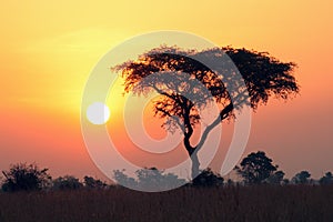 The landscape of East Africa at sunrise with acacia trees and sun disk