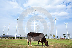 Landscape of ecosystem agriculture with cow, Wind turbines and solar