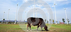 Landscape of ecosystem agriculture with cow, Wind turbines and solar