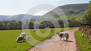 Landscape in Edale, Northern England