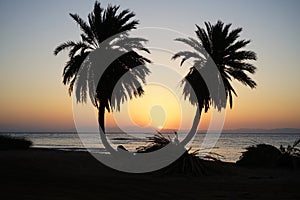 Date palms against the backdrop of sunrise over the Red Sea in the Gulf of Aqaba. Dahab, South Sinai Governorate, Egypt