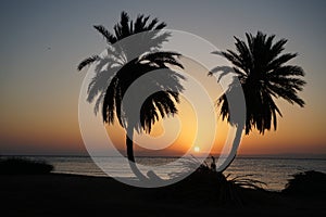 Date palms against the backdrop of sunrise over the Red Sea in the Gulf of Aqaba. Dahab, South Sinai Governorate, Egypt