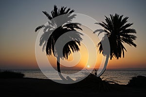 Date palms against the backdrop of sunrise over the Red Sea in the Gulf of Aqaba. Dahab, South Sinai Governorate, Egypt