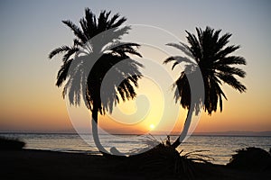 Date palms against the backdrop of sunrise over the Red Sea in the Gulf of Aqaba. Dahab, South Sinai Governorate, Egypt